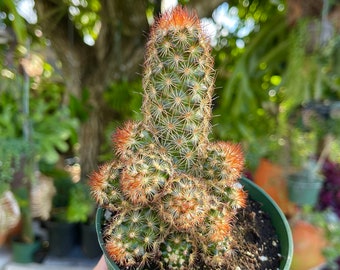 Mammillaria Elongata Copper King Cactus - Etsy