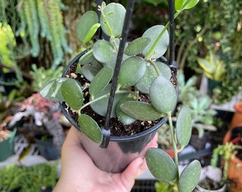 Silver Dollar Vine Xerosicyos Danguyi Rare Succulent Live Plant