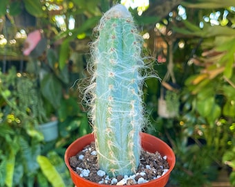 Pilosocereus Pachycladus Cactus Rare Succulent Live Cacti Plant