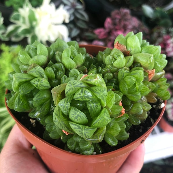 Haworthia Cymbiformis Var Obtusa Rare Succulent Live Plant