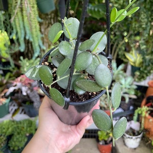 Silver Dollar Vine Xerosicyos Danguyi Rare Succulent Live Plant