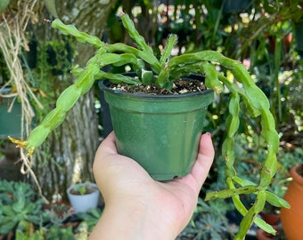 Rhipsalis Paradoxa Chain Cactus Rare Succulent Live Cacti Plant