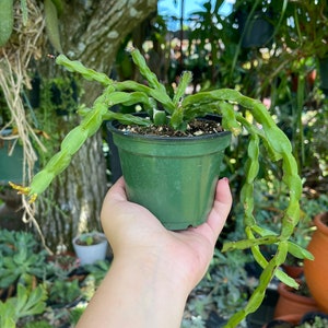 Rhipsalis Paradoxa Chain Cactus Rare Succulent Live Cacti Plant