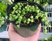String of Pearls Rare Succulent Live Plant