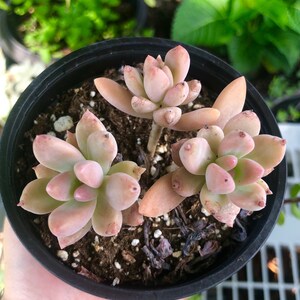 Peach Rose Rare Succulent Live Plant