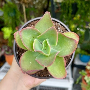 Echeveria Pallida Rare Succulent Live Plant