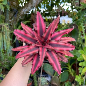 Cryptanthus Earth Star Rare Succulent Live Plant image 1