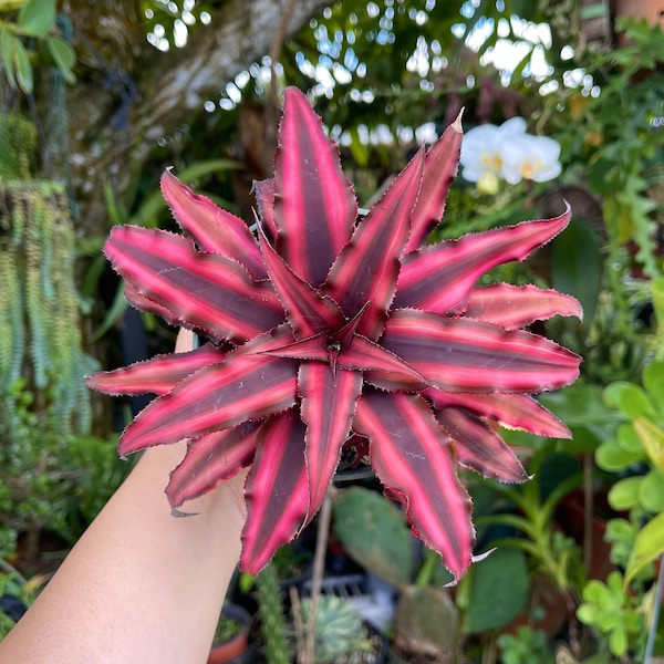 Cryptanthus Earth Star Rare Succulent Live Plant