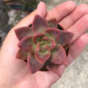 Graptosedum Pink Rare Succulent Live Plant