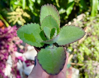 Mother Of Thousands Millions Kalanchoe Daigremontiana Mexican Hat Rare Succulent Live Plant
