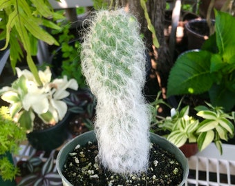 Opuntia Erinacea Ursine Ponytail Snow ‘Hairy’ Old Man Cactus Rare Succulent Live Cacti Plant