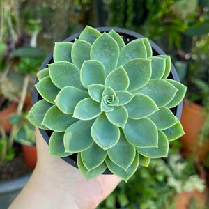 Echeveria Blue Atoll Rare Succulent Live Plant
