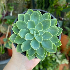 Echeveria Blue Atoll Rare Succulent Live Plant