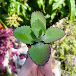 Peut inclure: Une petite plante succulente verte avec des bords rouges sur les feuilles. La plante est dans un petit pot brun et est tenue dans la main d'une personne.