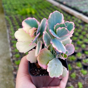 Variegated Kalanchoe Fedtschenkoi Lavender Scallops Rare Succulent Live Plant