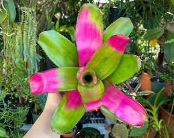 6” Neoregelia Romance Bromeliad Rare Live Plant