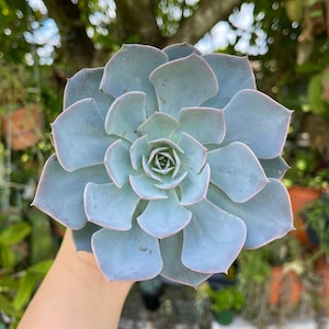 Echeveria Morning Beauty Rare Succulent Live Plant