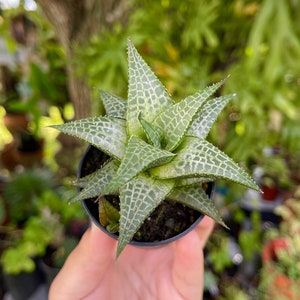 Haworthia Venosa Var. Tessellata Rare Succulent Live Plant