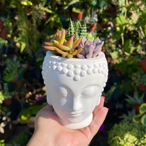 Buddha Living Colorful Succulent Arrangement