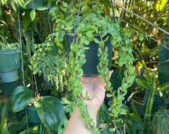 Large Trailing Portulacaria Afra Prostrata Cascading Elephant Bush Succulent Live Plant