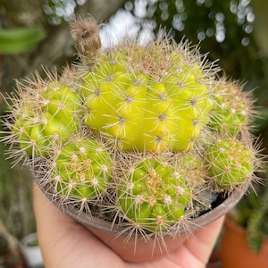 Golden Echinopsis Calochlora Cactus Rare Succulent Live Cacti Plant