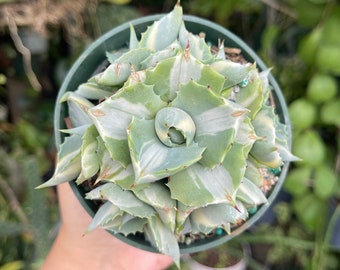 Agave Potatorum Cubic Variegated - アガベ ポタトラム キュービック