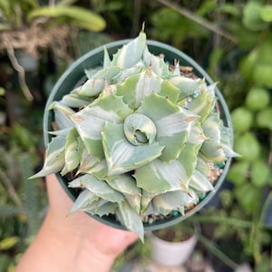 May include: A top-down view of a succulent plant in a green plastic pot. The plant has green and white variegated leaves with sharp, pointed edges. The plant is centered in the pot, and the background is blurred with other plants.
