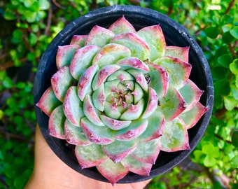 Echeveria Colorata Rare Succulent Live Plant