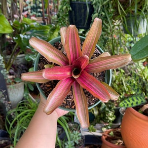 6” Bromeliad Neoregelia Skotak's Zoe Rare Live Plant