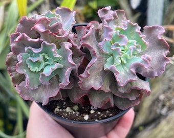 Echeveria Secunda - Blue Echeveria Rosettes (rooted or Cuttings) - Etsy