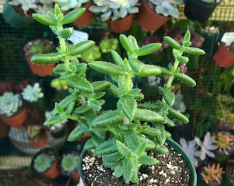 Delosperma Echinatum Pickle Plant Rare Succulent Live Plant