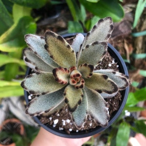 Kalanchoe Tormentosa Teddy Bear Rare Succulent Live Plant