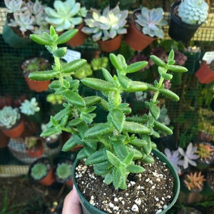 Delosperma Echinatum Pickle Plant Rare Succulent Live Plant image 1