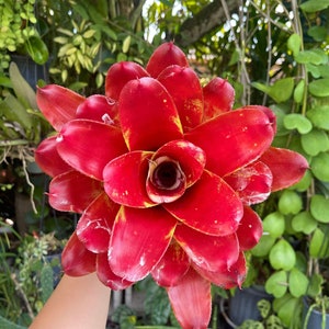 6” Neoregelia Lambert’s Pride Bromeliad Rare Live Plant