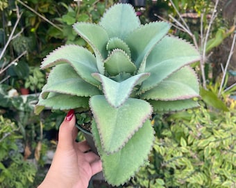 6” Large Kalanchoe Mother Of Thousands Rare Succulent Live Plant