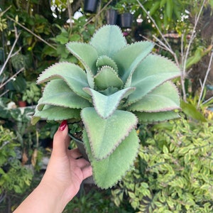 6” Large Kalanchoe Mother Of Thousands Rare Succulent Live Plant