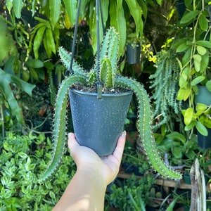 Large Echinocereus Pentalophus ‘ Lady Finger ‘ Cactus Hanging Rare Succulent Live Cacti Plant