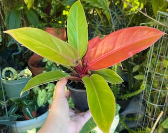 6 Philodendron ' Prince of Orange ' | Philodendron Erubescens Live Plant -  Etsy Israel