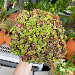 6” Sedum Tetractinum Coral Reef Rare Succulent Live Plant