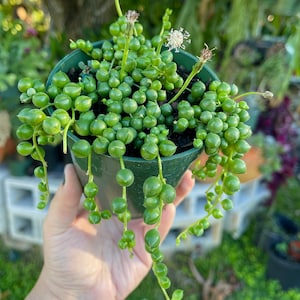String of Pearls Rare Succulent Live Plant