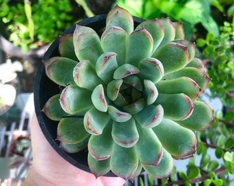 May include: A close-up of a succulent plant in a black pot. The plant has green leaves with red edges, arranged in a rosette pattern. The background is blurred, showing other plants.