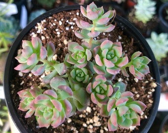 Echeveria Querencia Rare Succulent Live Plant