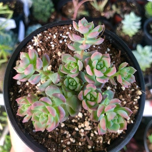 Echeveria Querencia Rare Succulent Live Plant