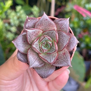 2” Echeveria Purposorum Rare Succulent Live Plant