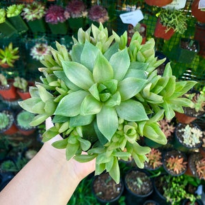 Haworthia Cymbiformis Rare Succulent Live Plant