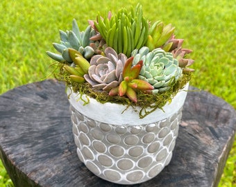 Living Colorful Succulent Arrangement Gift