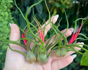 Tillandsia Bulbosa ' Alíen Air Plant ' - Etsy