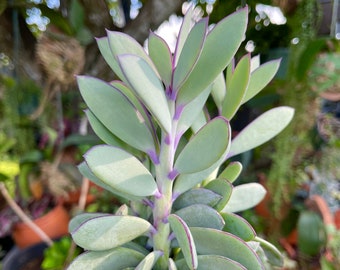 Senecio Crassissimus Violet Feuille Verticale Lavande Étapes Rare Plante Vivante Succulente