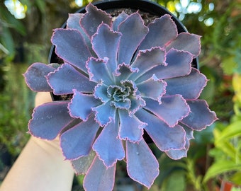 Echeveria Neon Breaker Plante succulente vivante rare