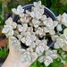 see more listings in the Graptopetalum section